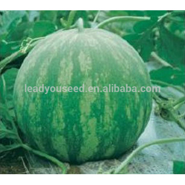 W09 Huapi große Größe gute Qualität kernlose Wassermelone Samen, Samen zum Pflanzen